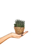 Pote p10 +suculenta|PALOMINO