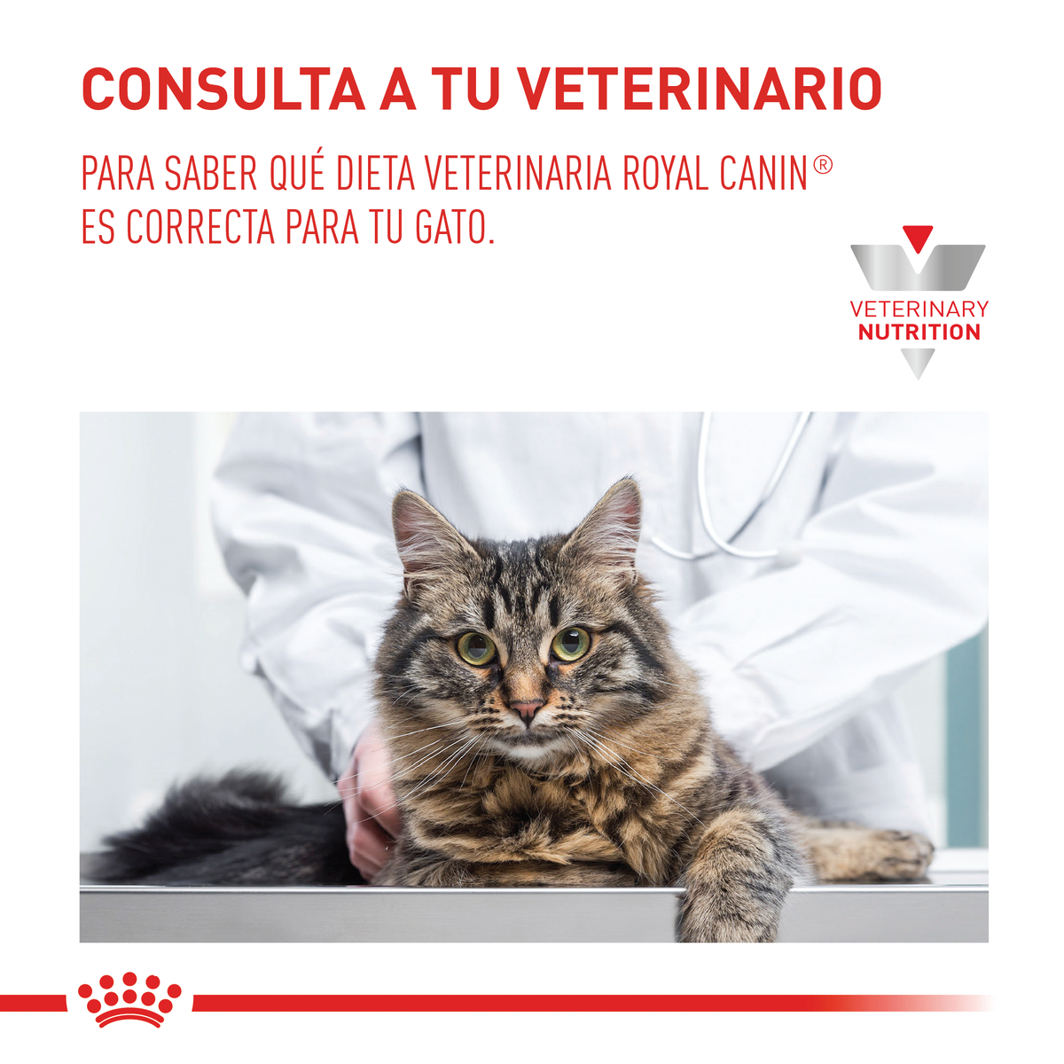 Renal Special Cat |Gato Renal Royal Canin 2Kg