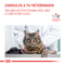 Renal Special cat |Gato renal Royal Canin 2KG