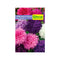 Semilla de Aster gigante california x 0.5 gr|Fercon