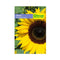 Semilla de Flor girasol x 4 gr|Fercon