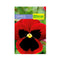 Semilla de Flor pensamiento rojo x 0.3 gr|Fercon
