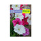 Semilla de Flor petunia híbrida x 0.2 gr|Fercon