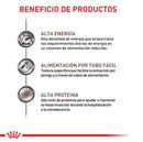 Recovery lata165GR  Royal canin