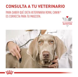Recovery lata165GR  Royal canin