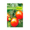 Semilla de Tomate santa cruz x 2 gr|Fercon